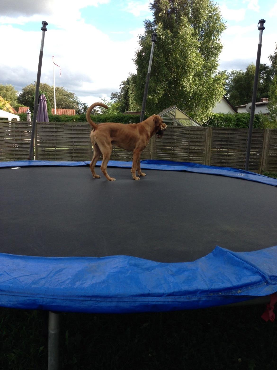 Broholmer Thor billede 4