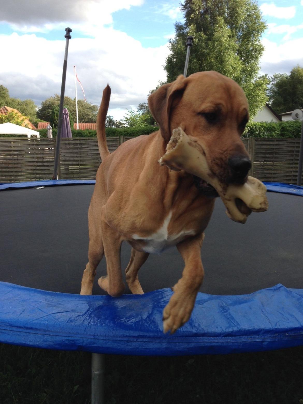 Broholmer Thor billede 5