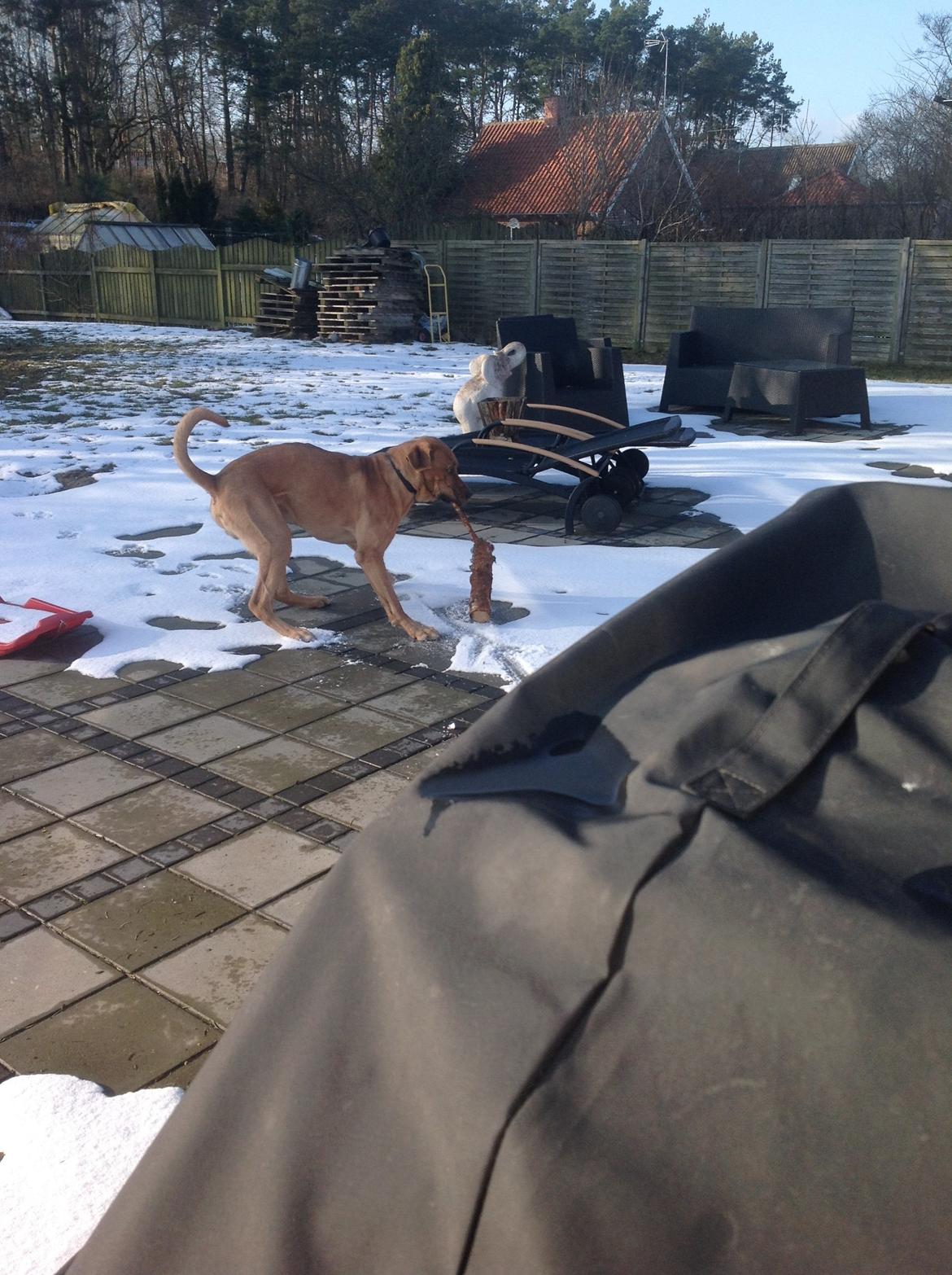 Broholmer Thor billede 7