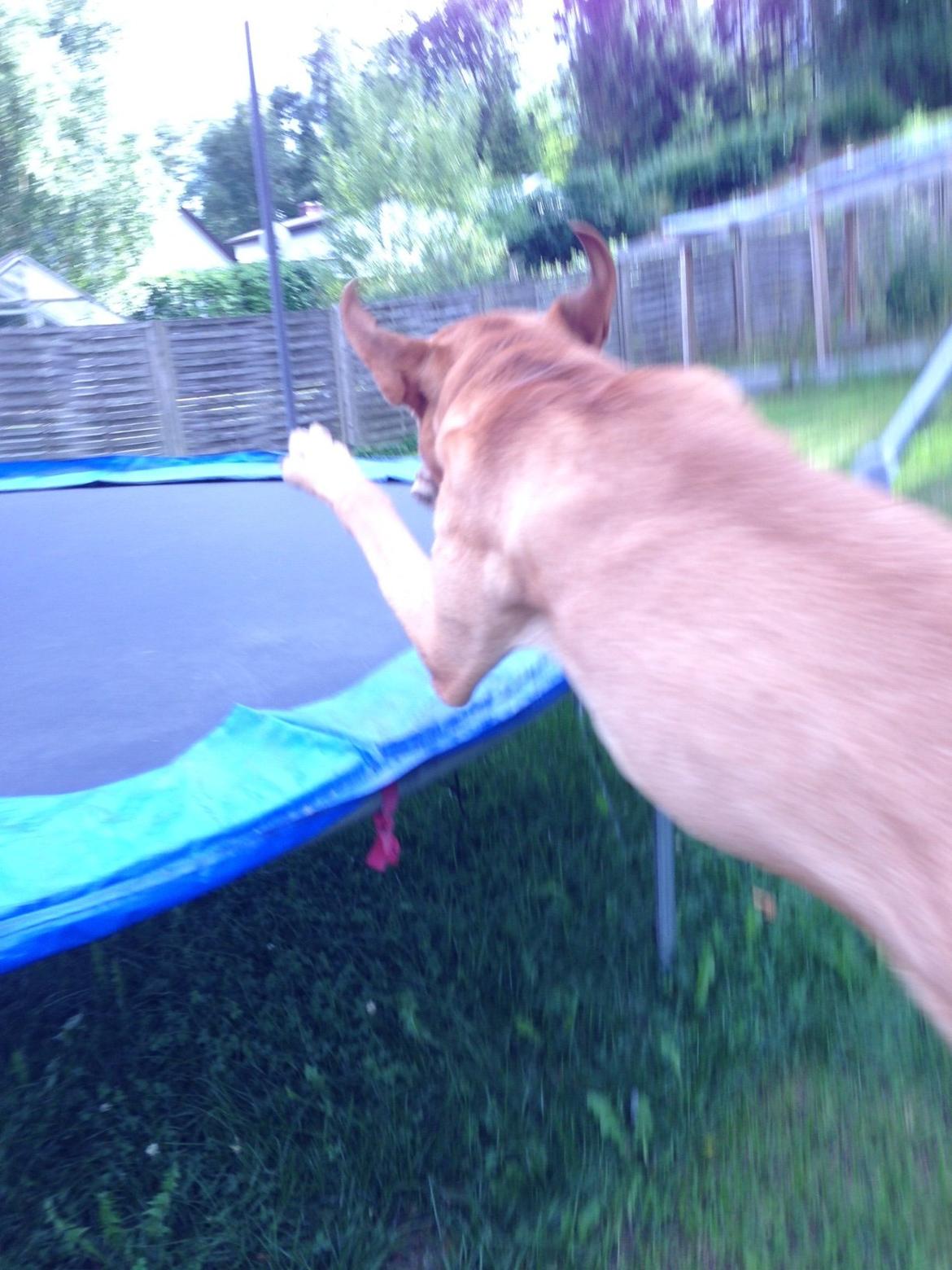 Broholmer Thor billede 9