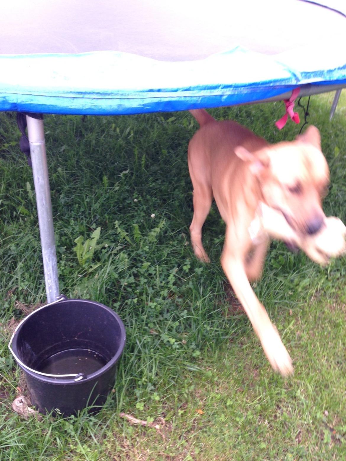 Broholmer Thor billede 10