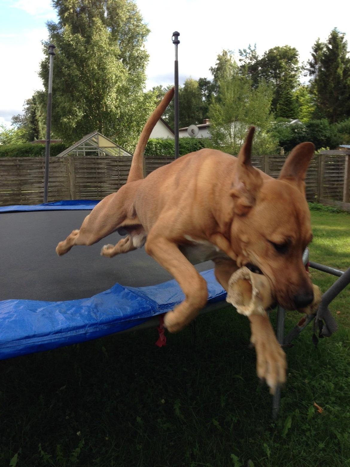 Broholmer Thor billede 11