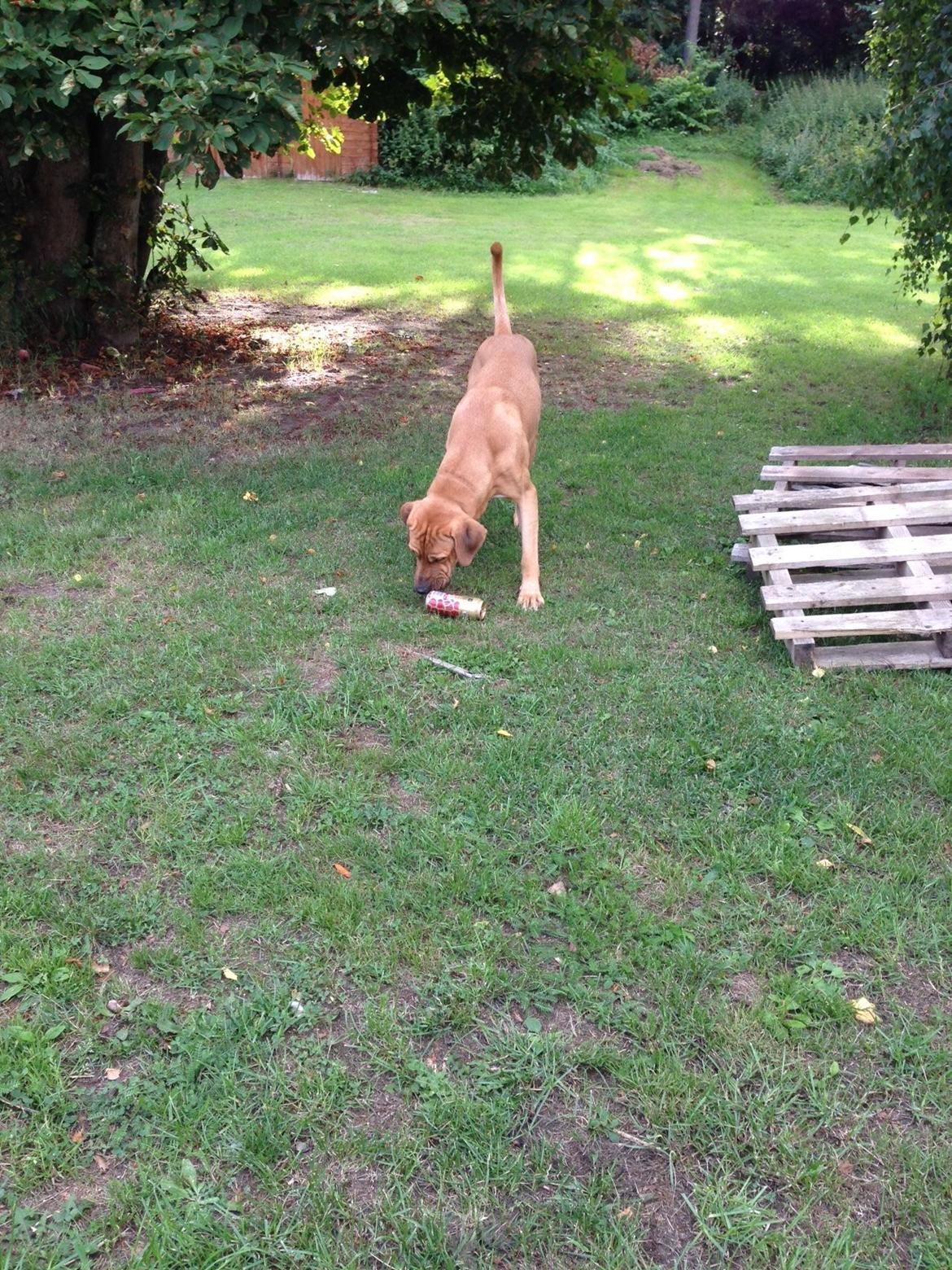 Broholmer Thor billede 12