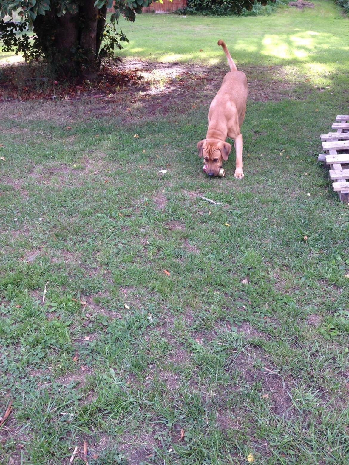 Broholmer Thor billede 13