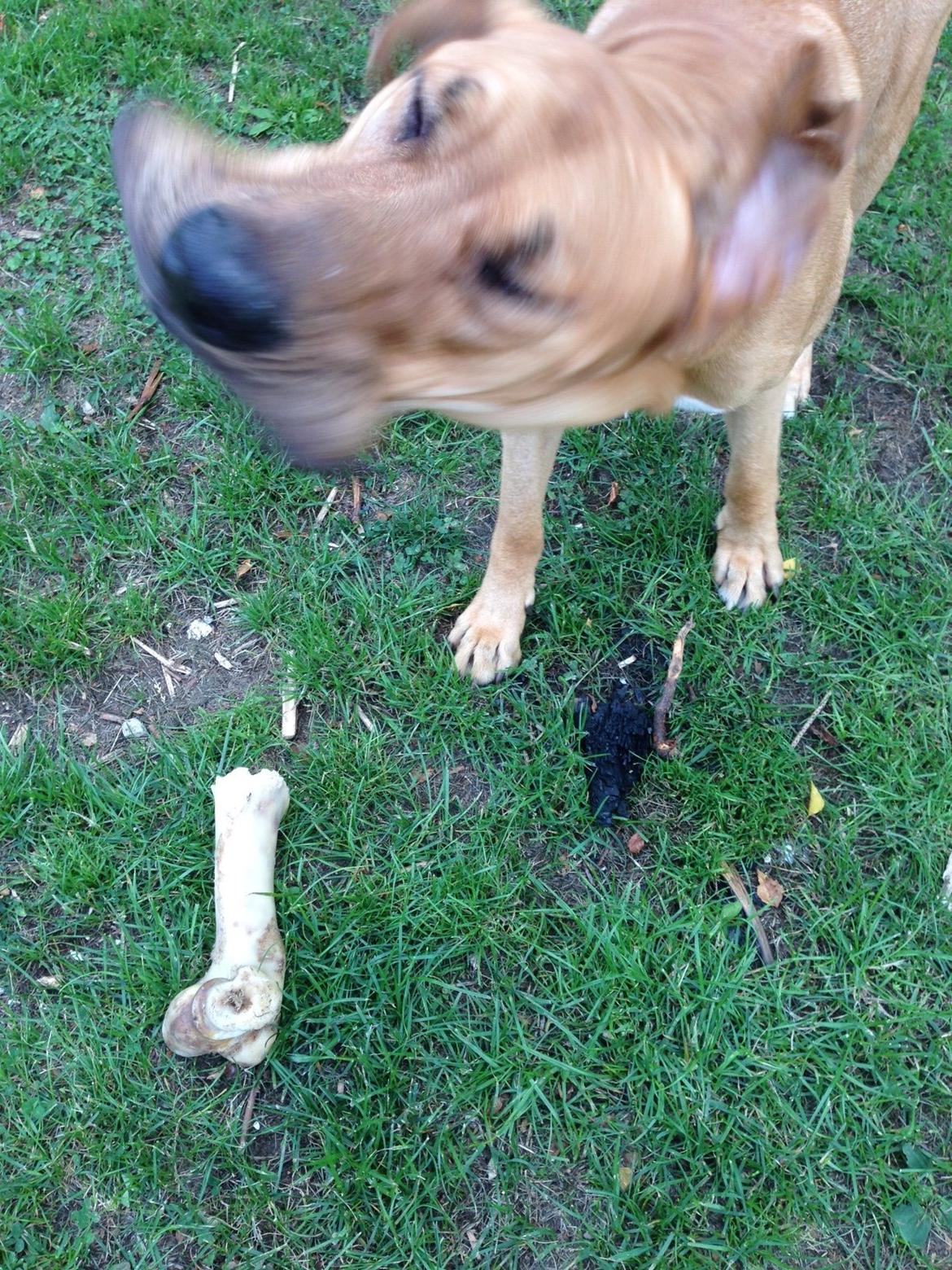 Broholmer Thor billede 14