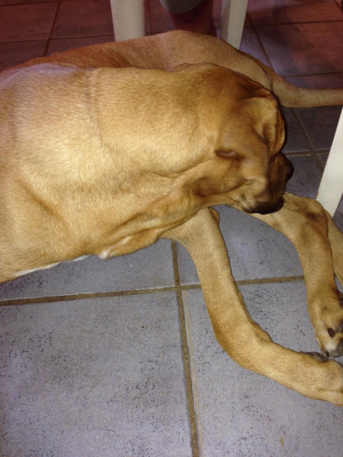 Broholmer Thor billede 15