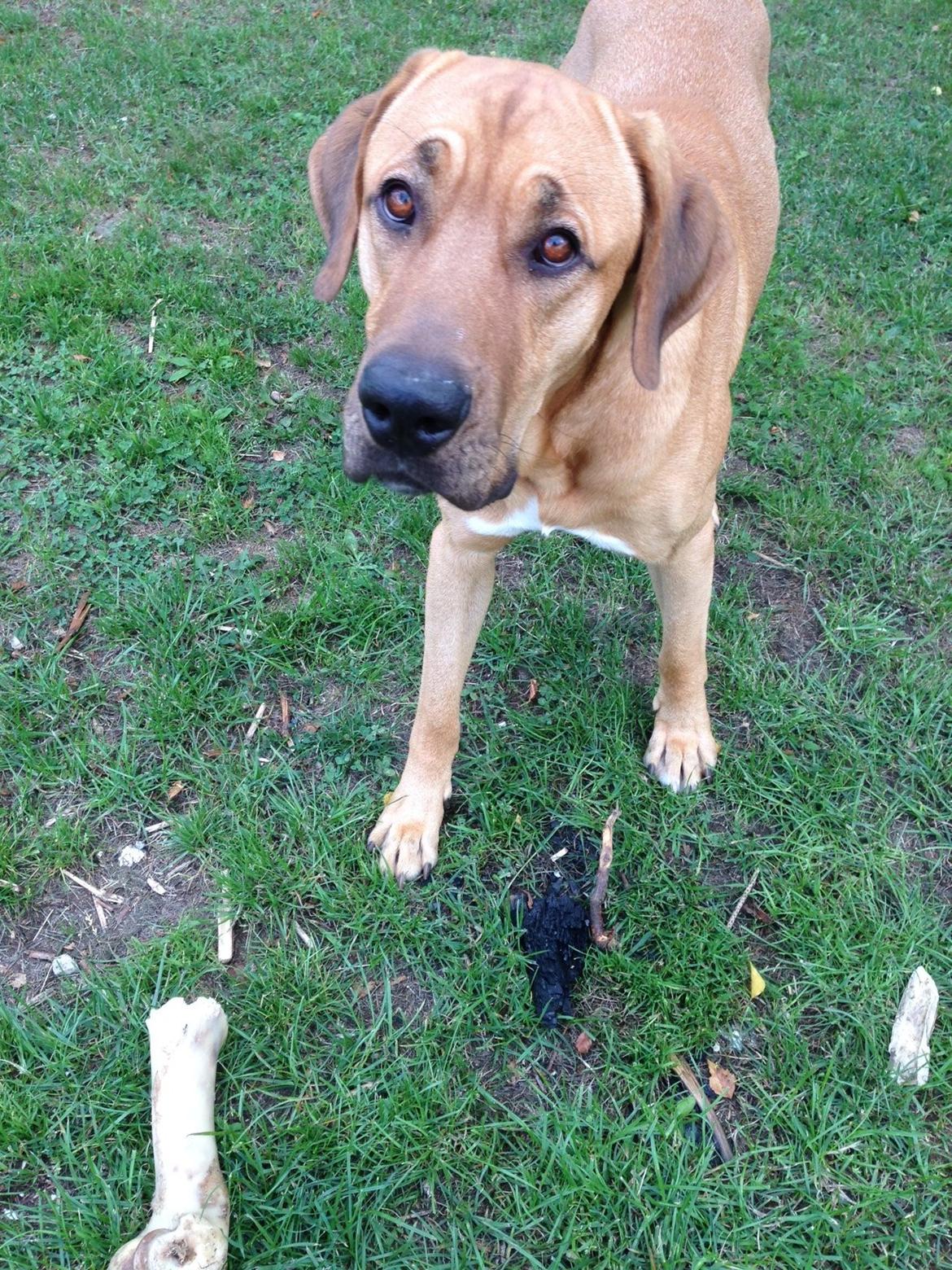 Broholmer Thor billede 16