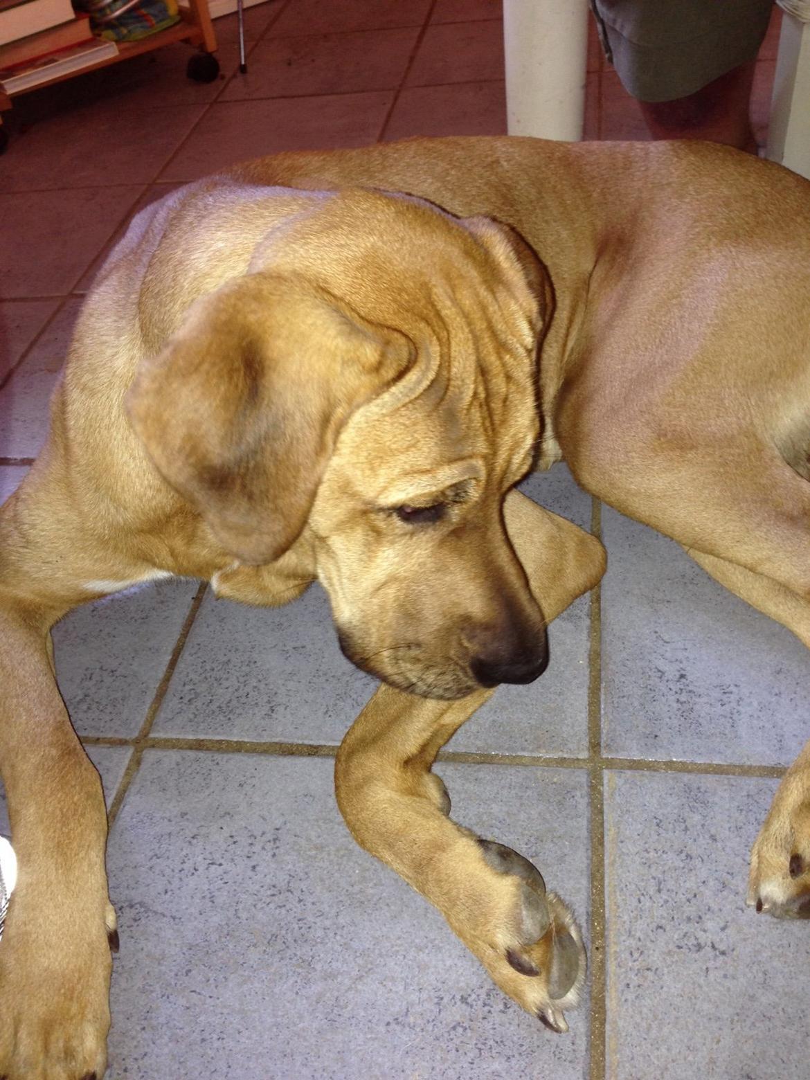 Broholmer Thor billede 17