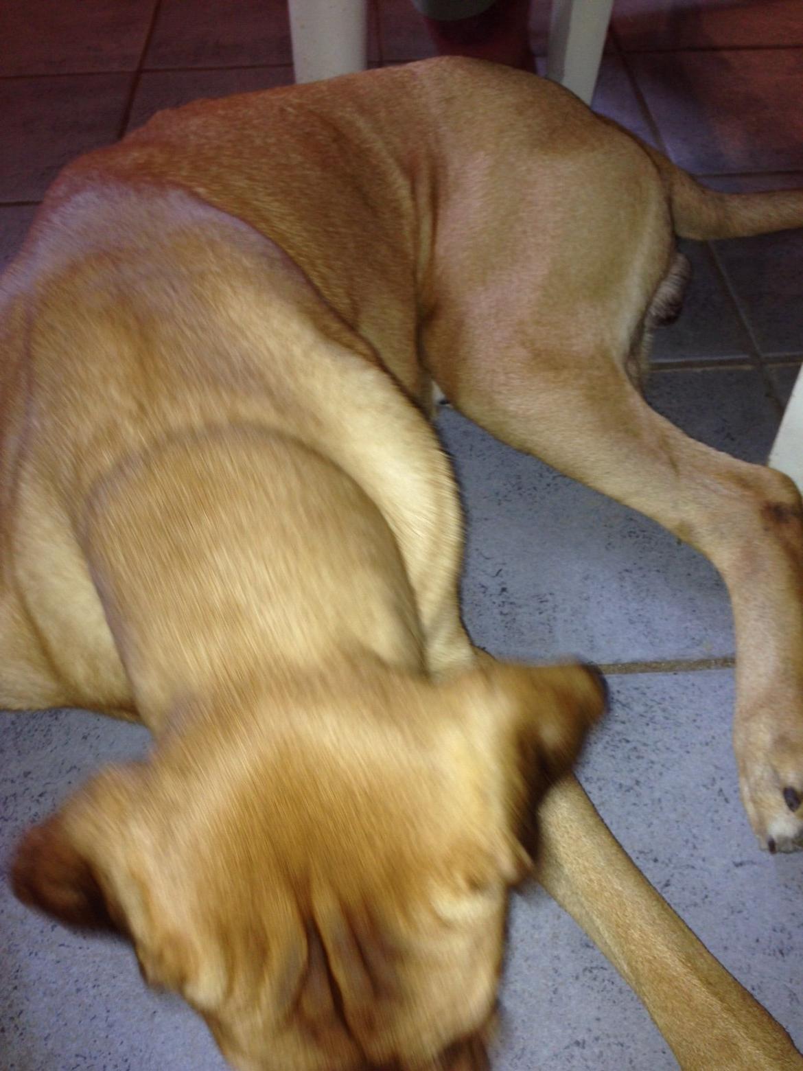 Broholmer Thor billede 18