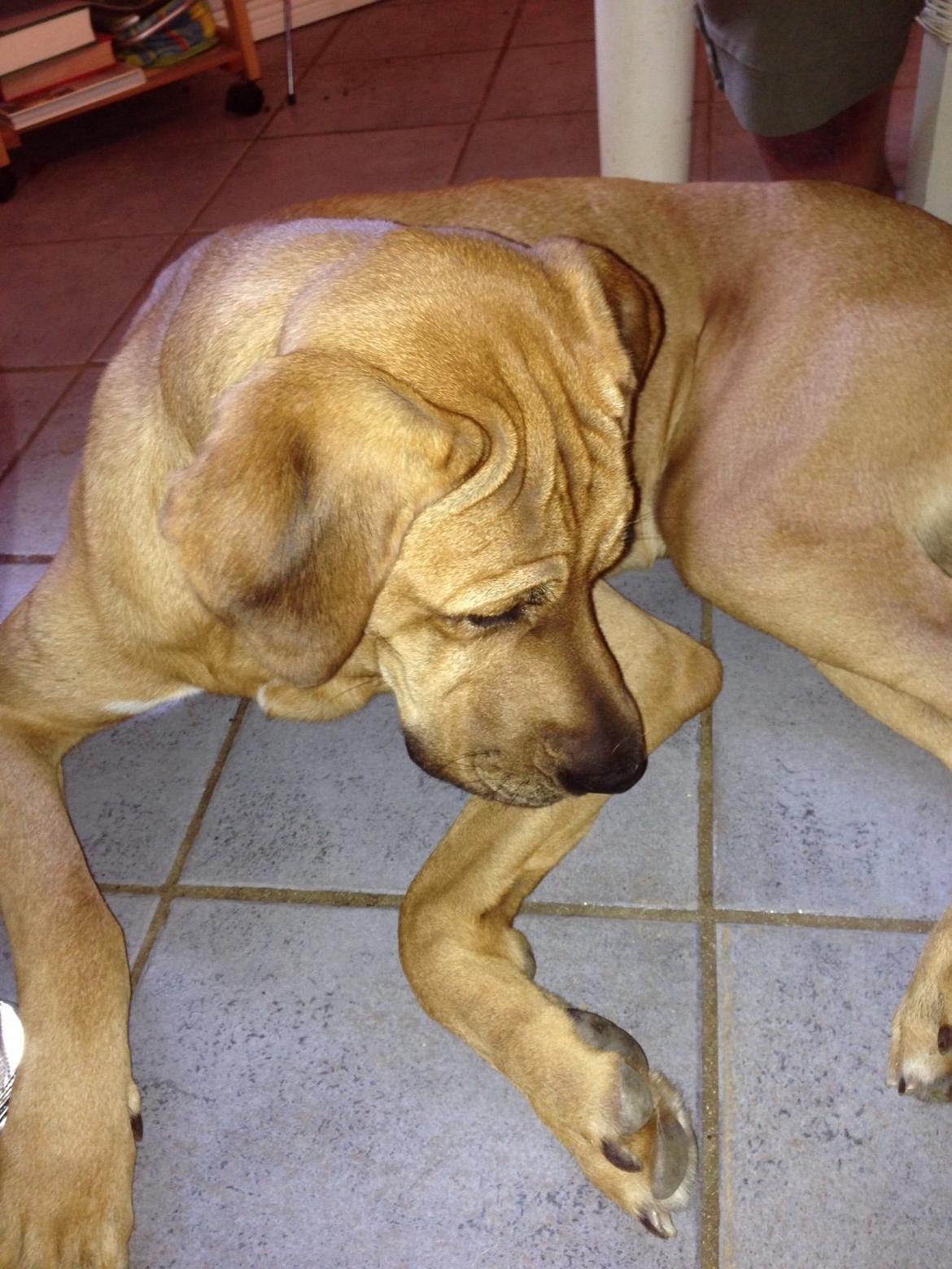 Broholmer Thor billede 19