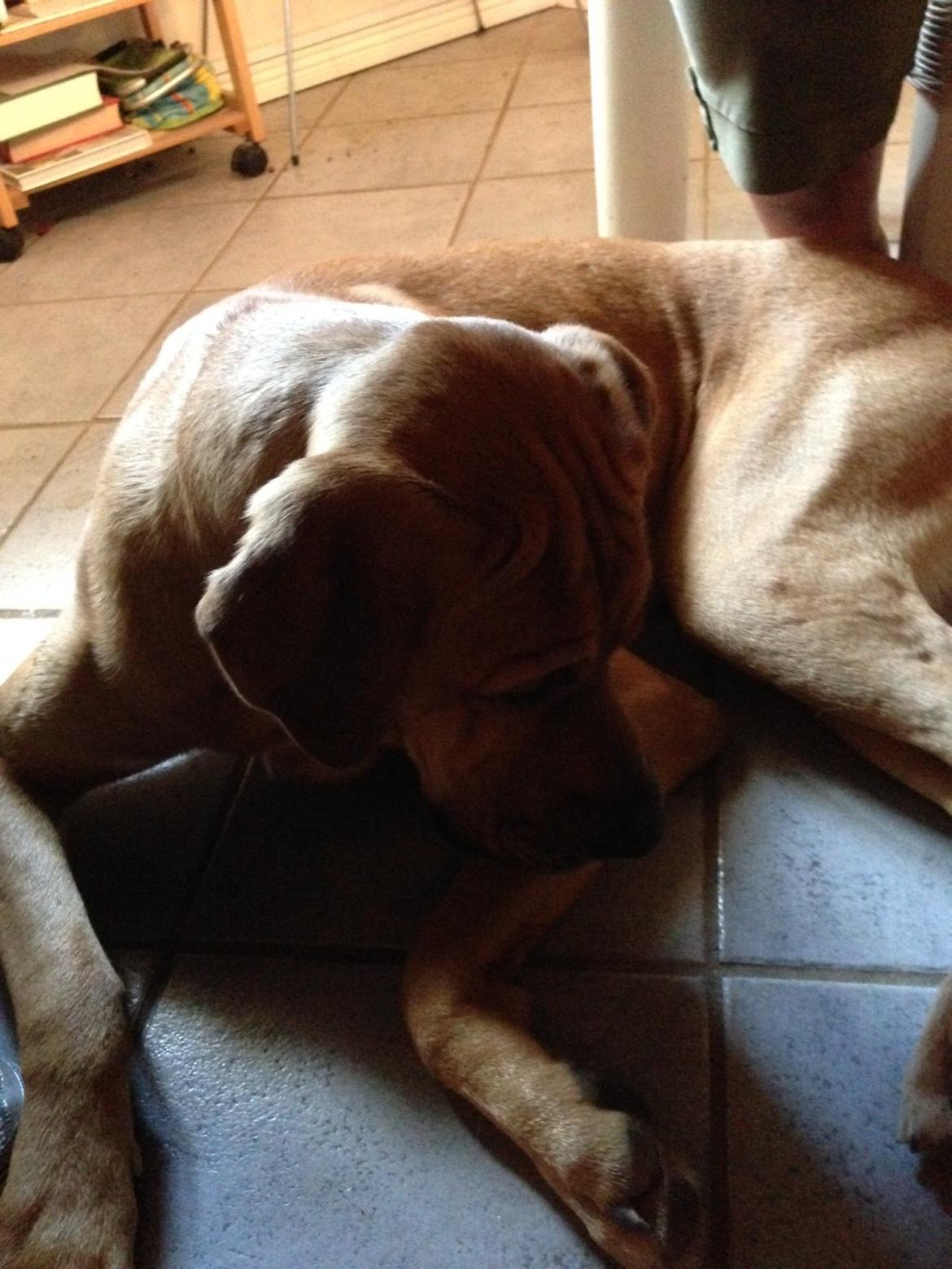 Broholmer Thor billede 20