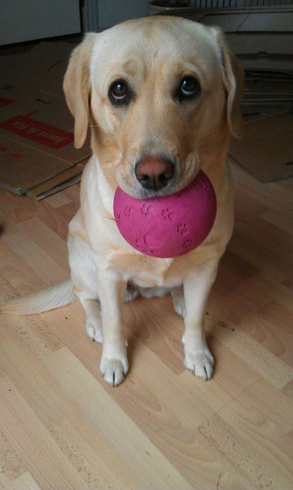 Labrador retriever Chilli - Chilli vil lege men vi skal i skole billede 3