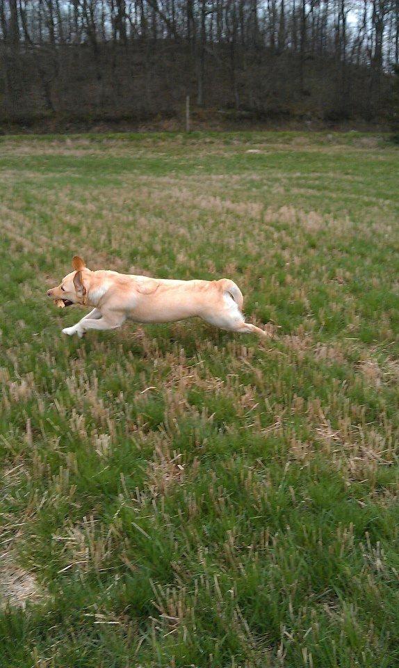 Labrador retriever Chilli - Chilli på marken billede 2