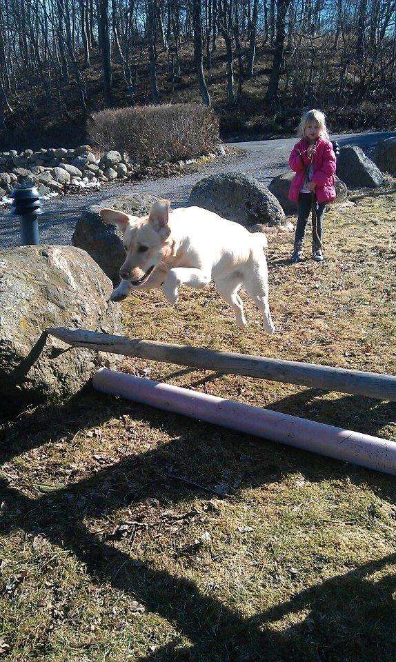 Labrador retriever Chilli - Chilli der springer lavt billede 1