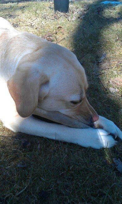 Labrador retriever Chilli - mums... billede 4
