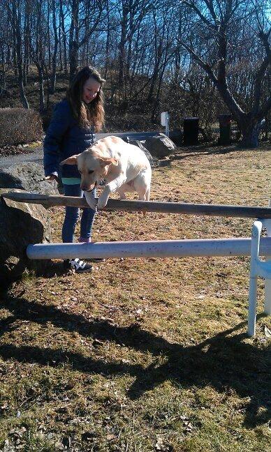 Labrador retriever Chilli - Chilli der springer 70 cm billede 5