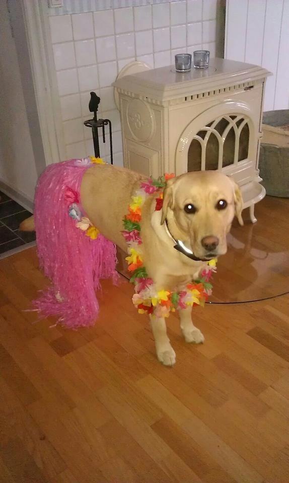 Labrador retriever Chilli - Hawaii billede 6