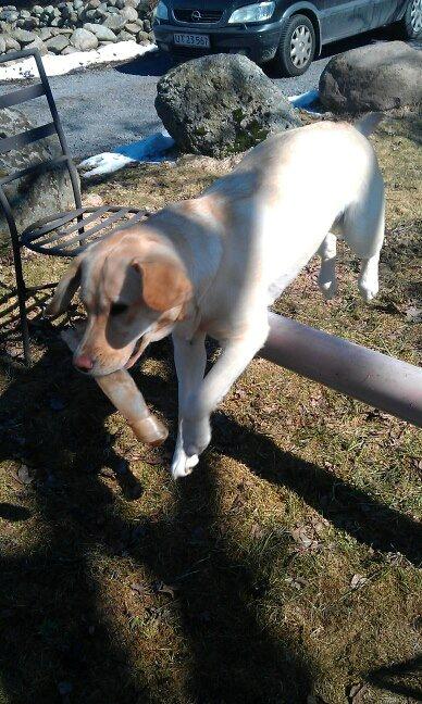 Labrador retriever Chilli - hun giver ikke slip på kødbenet billede 7