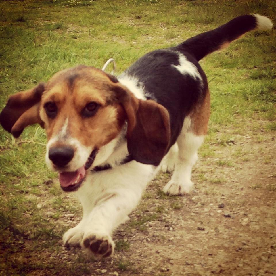 Blanding af racer Bumle billede 1