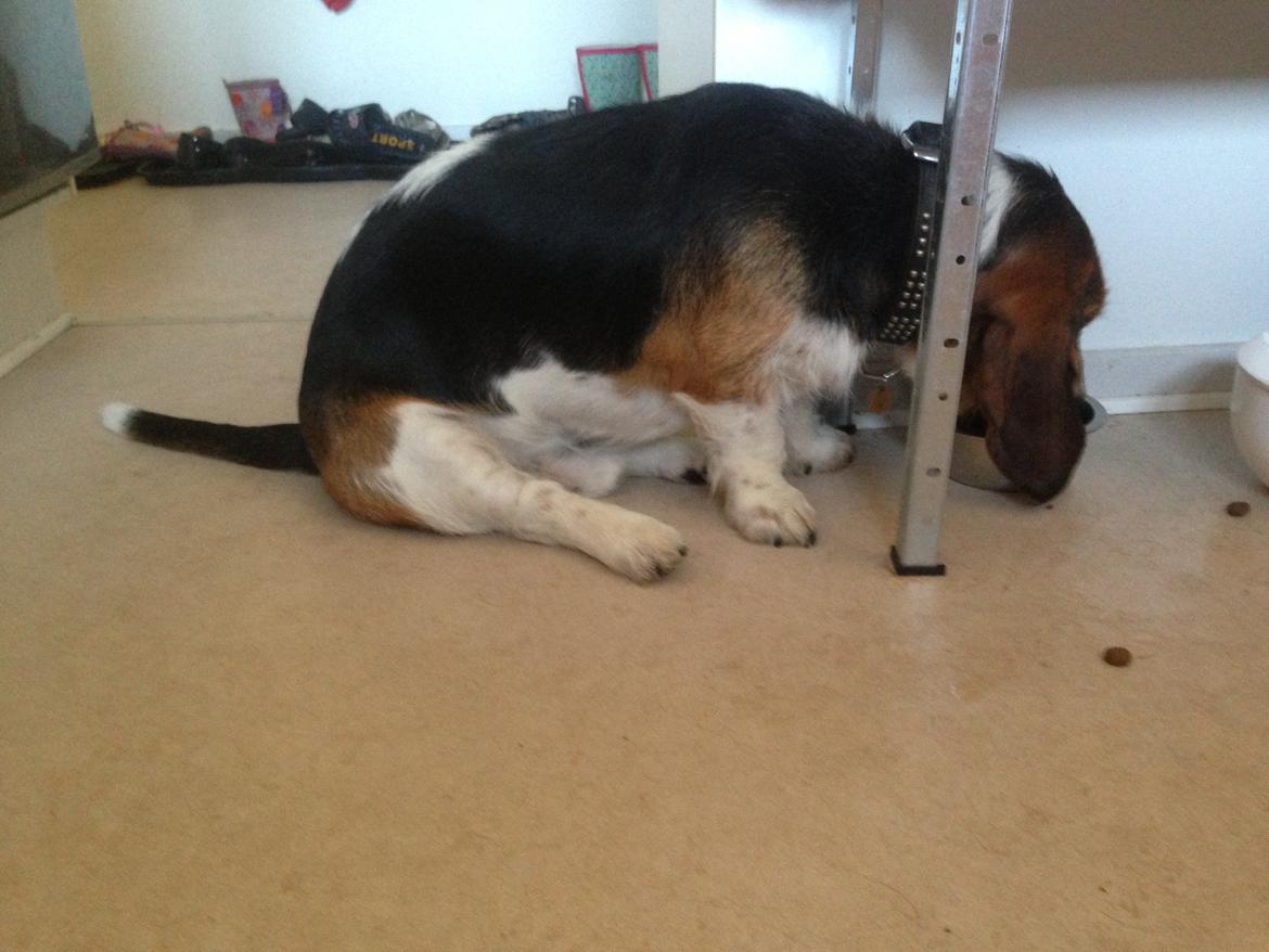 Blanding af racer Bumle billede 10