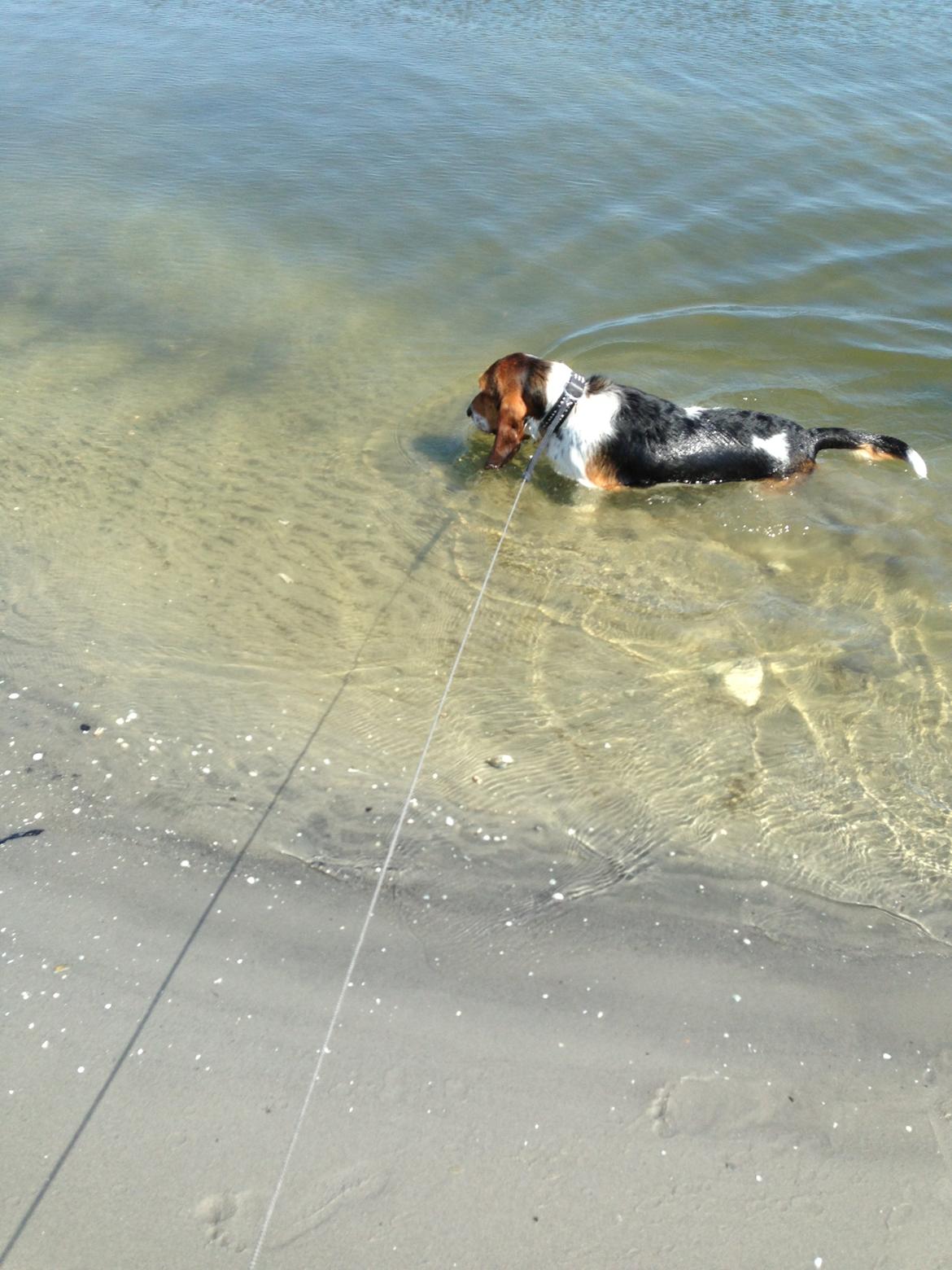 Blanding af racer Bumle billede 11