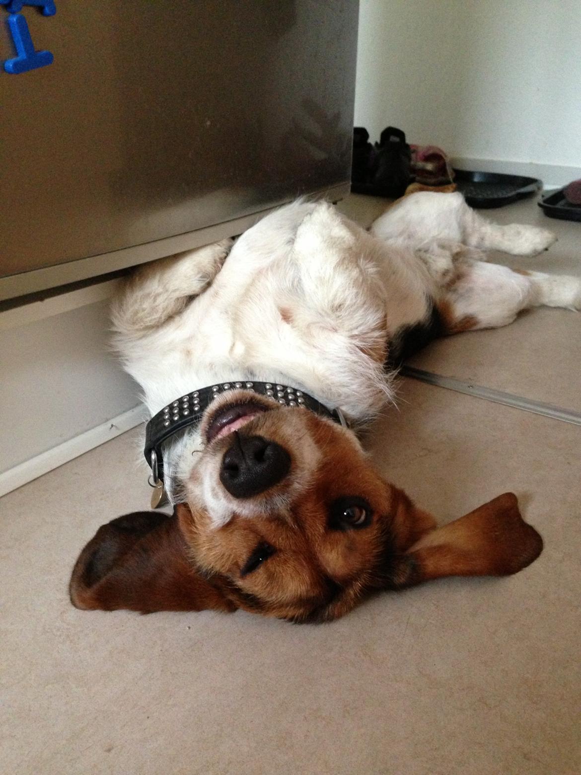 Blanding af racer Bumle billede 3