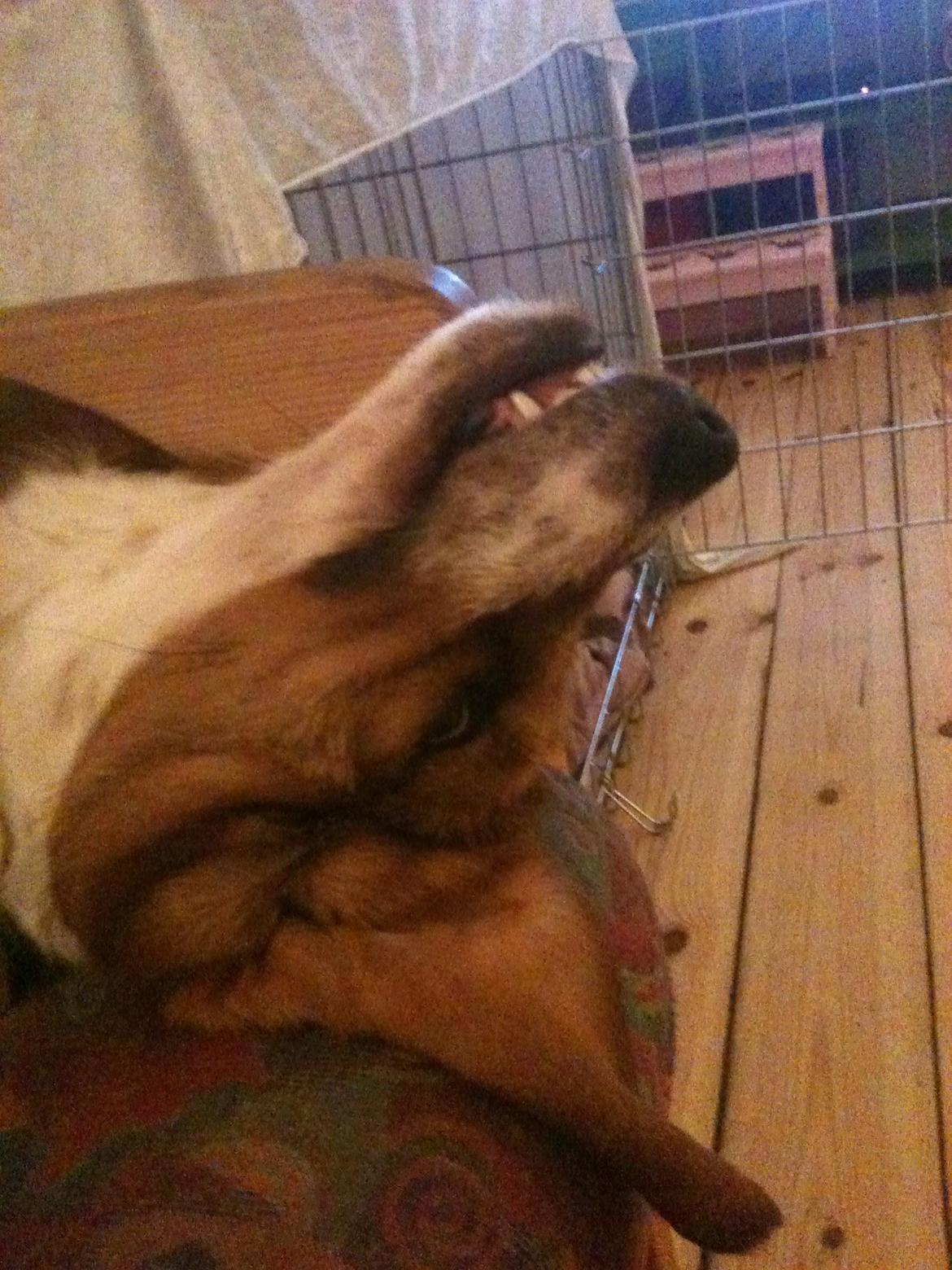 Blanding af racer Bumle billede 12