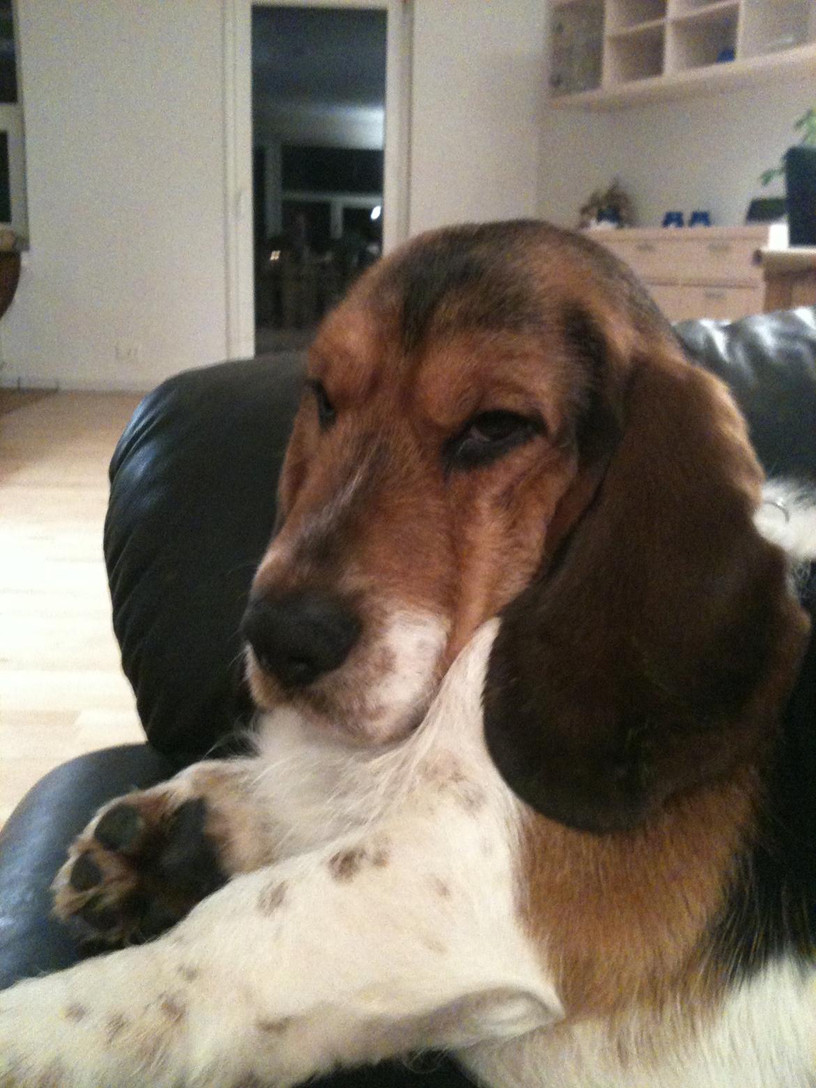 Blanding af racer Bumle billede 2