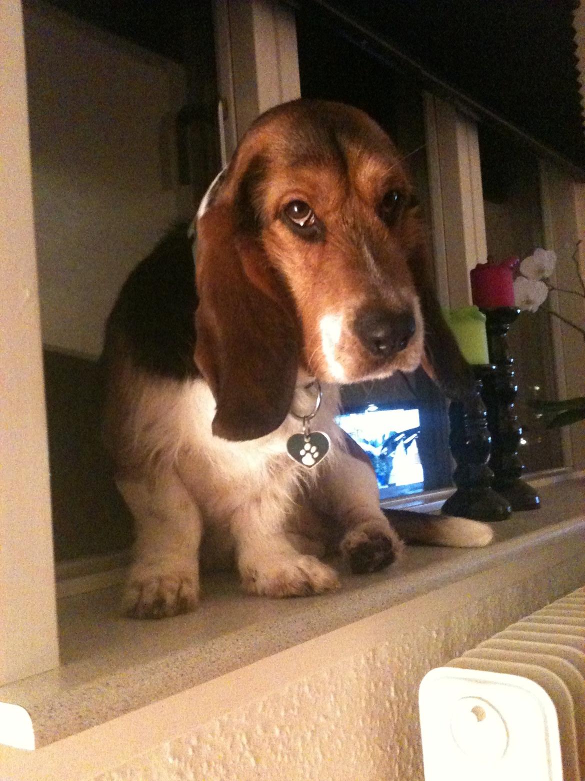 Blanding af racer Bumle billede 13