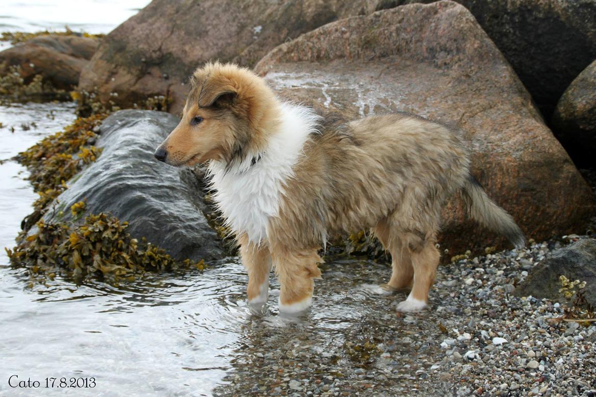 Collie langhåret Ebony Moor´s Charismatic Cato - Ebony Moor´s Charismatic Cato 11 uger gammel. billede 50