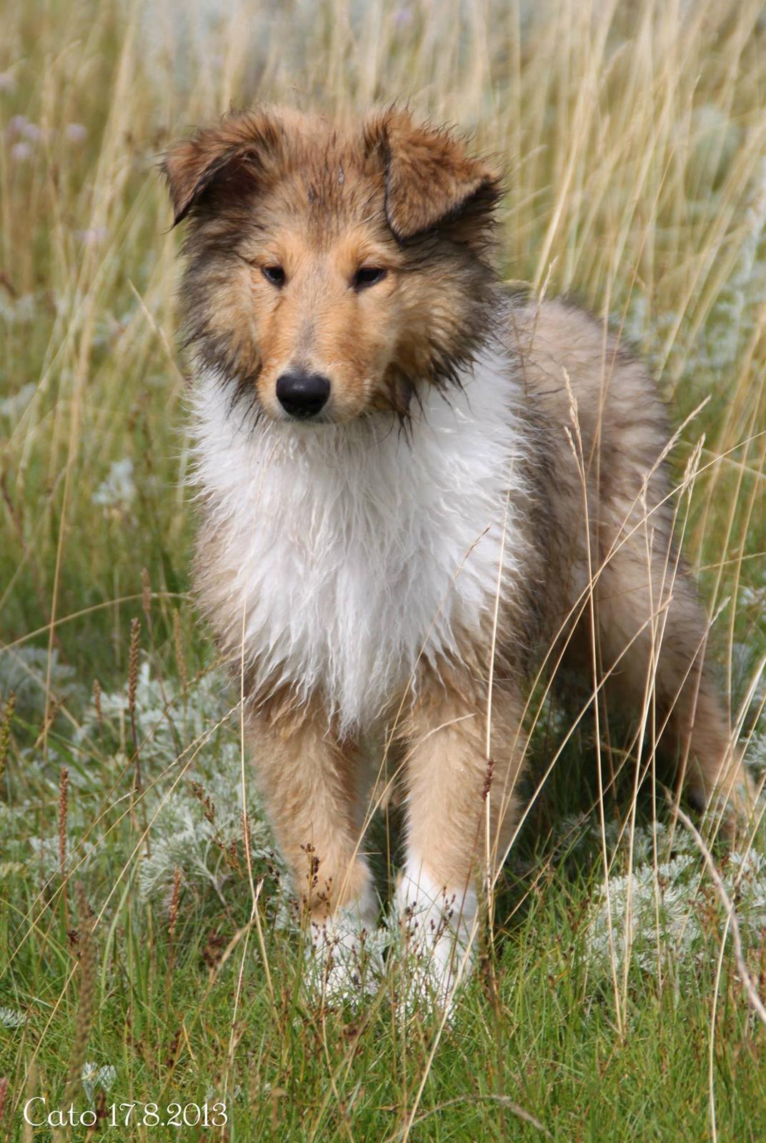 Collie langhåret Ebony Moor´s Charismatic Cato - Ebony Moor´s Charismatic Cato 11 uger gammel. billede 33