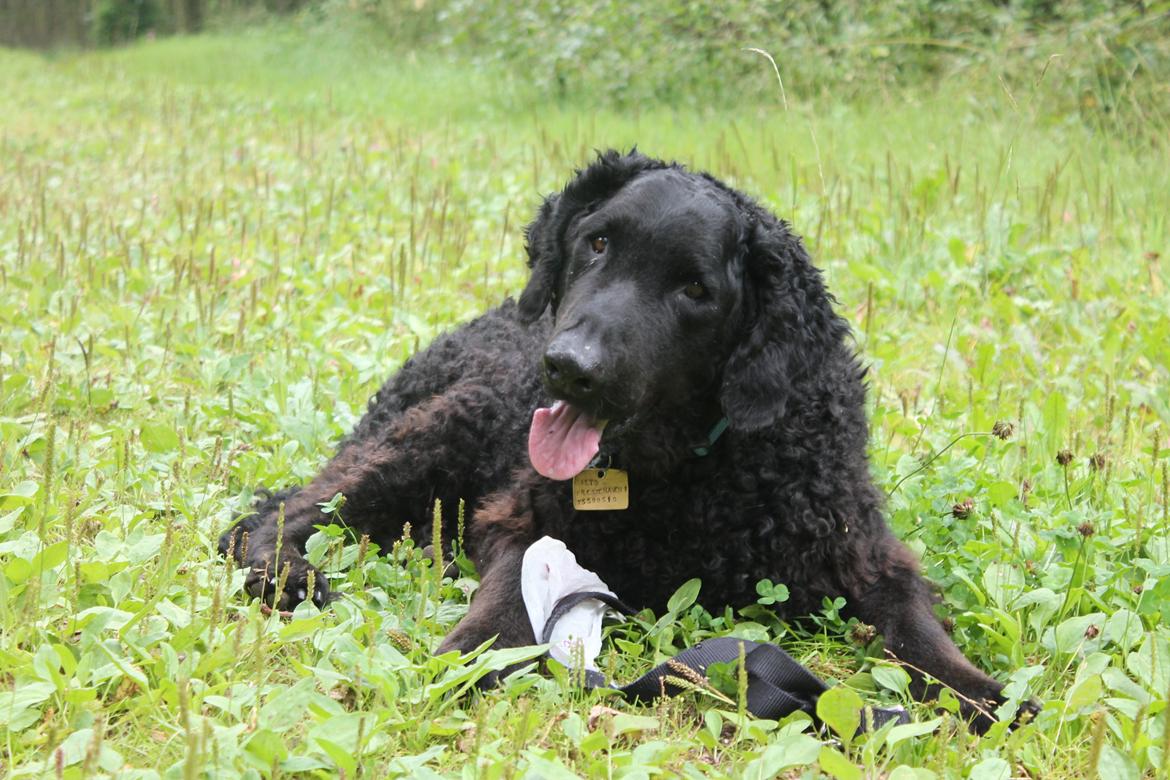 Curly coated retriever Balto (RIP) billede 3