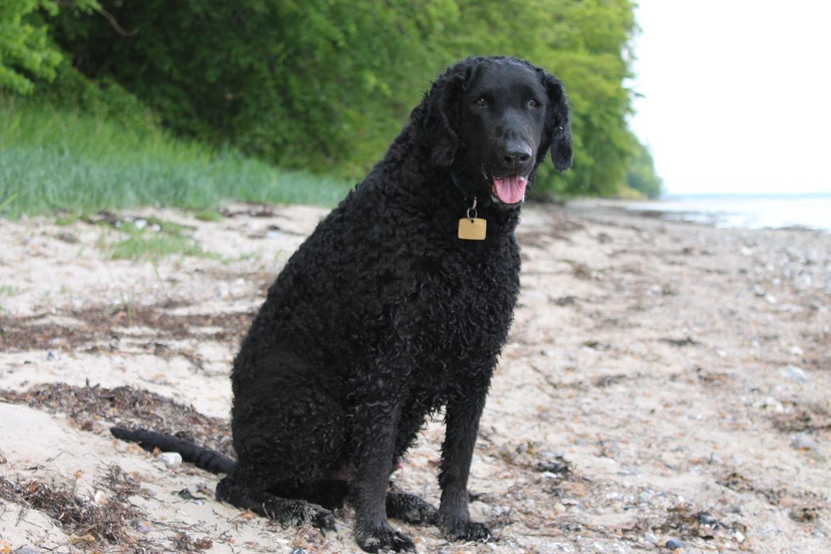 Curly coated retriever Balto (RIP) billede 22