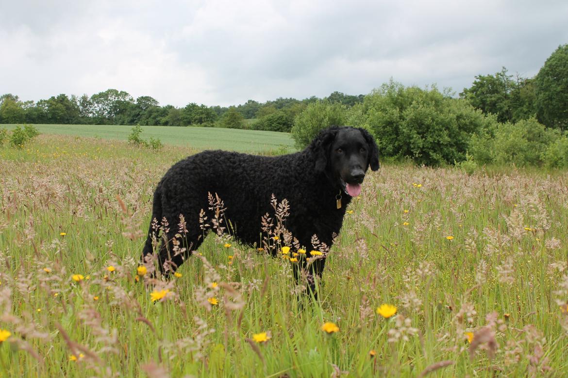 Curly coated retriever Balto (RIP) billede 23