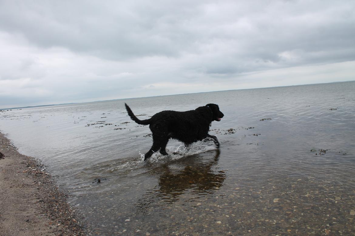 Curly coated retriever Balto (RIP) billede 12