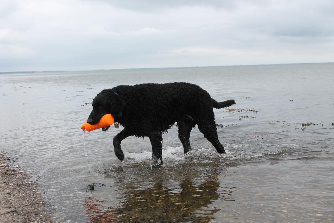 Curly coated retriever Balto (RIP) billede 27