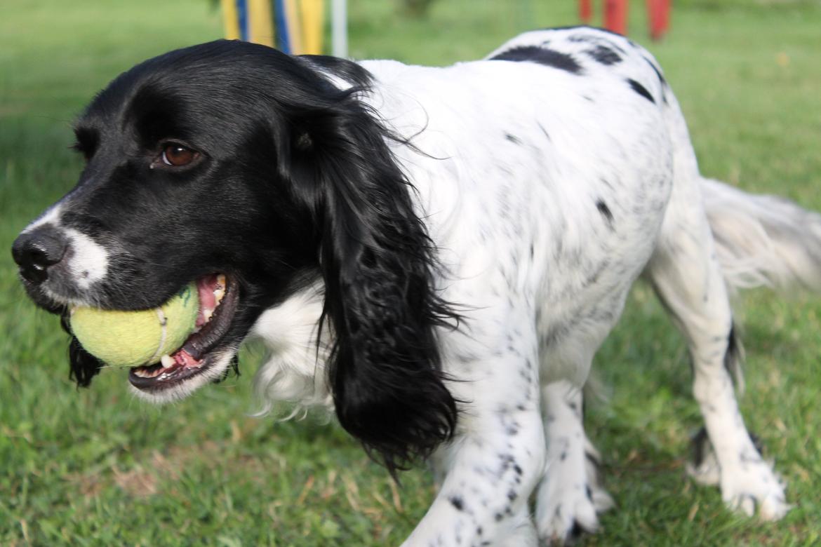 Engelsk springer spaniel Puk - Jeg elsker min bold, og nu få du den ikke<3 billede 12