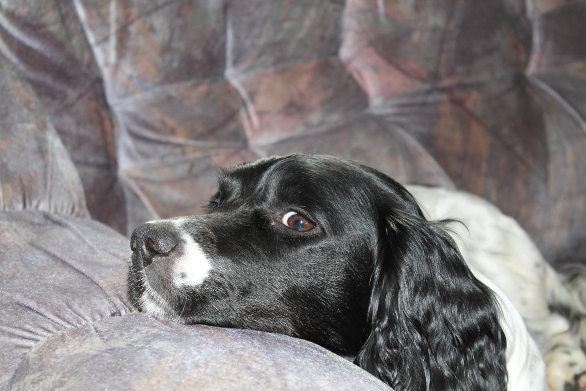 Engelsk springer spaniel Puk - Sofaen er min :-D billede 13