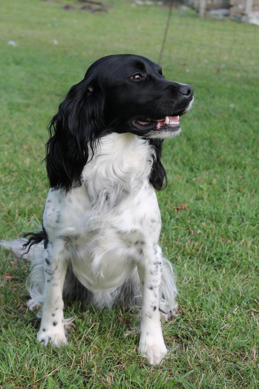 Engelsk springer spaniel Puk - Jeg gider ikke kigge på dig:-) billede 14