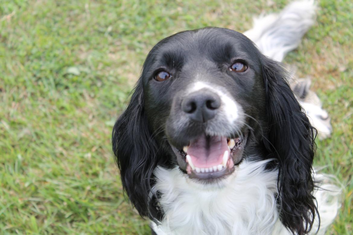 Engelsk springer spaniel Puk - Smil til verden, og verden smiler til dig <3 billede 15