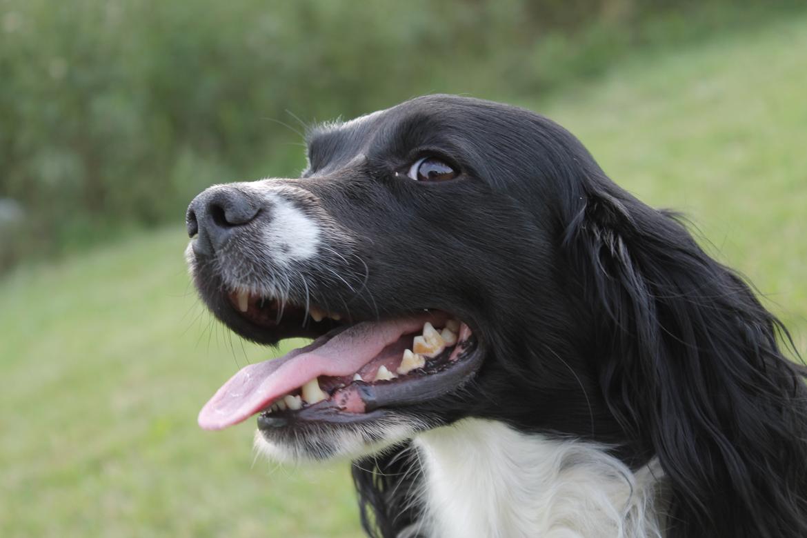 Engelsk springer spaniel Puk - Jeg gider ikke det her :-P billede 16