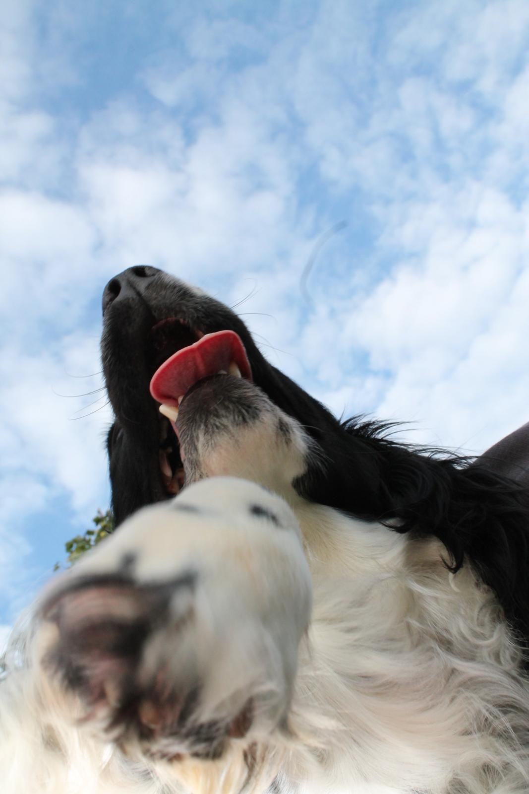 Engelsk springer spaniel Puk - Ja, hun elsker at stå oven på en<3 billede 17