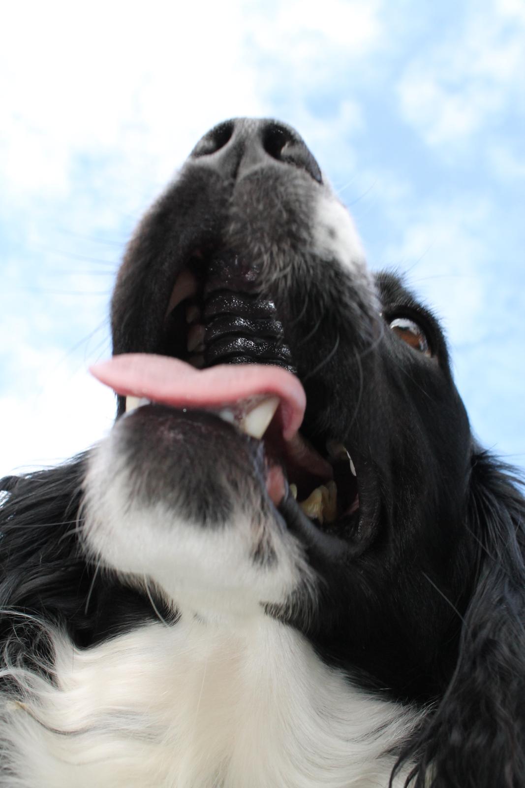 Engelsk springer spaniel Puk billede 11