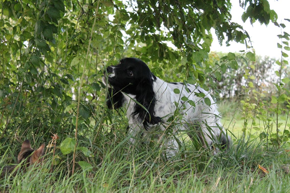 Engelsk springer spaniel Puk - Jeg elsker græs, jeg tror jeg er en ko <3 billede 18