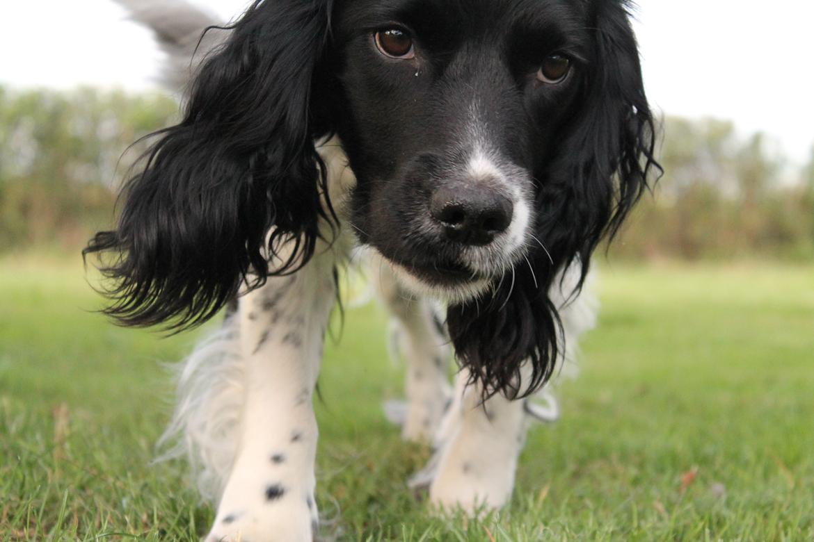 Engelsk springer spaniel Puk - Dav, vil du gerne have den mor :-P billede 19
