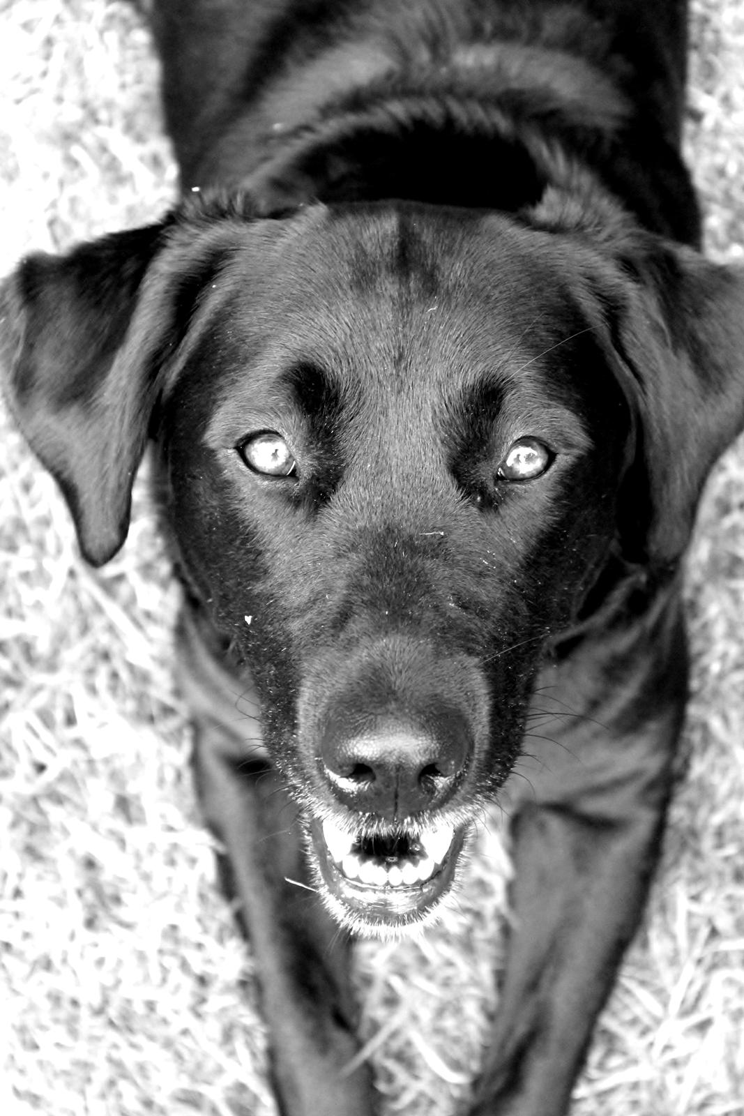 Blanding af racer Sif billede 8