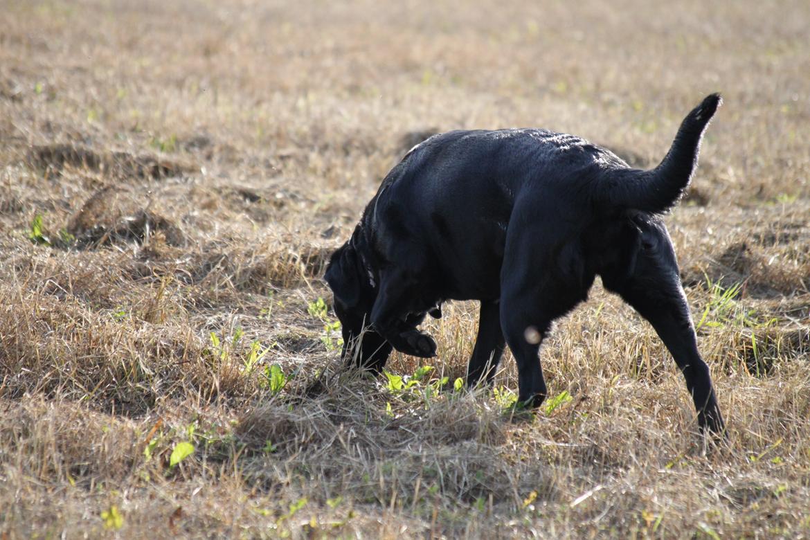 Blanding af racer Sif billede 9