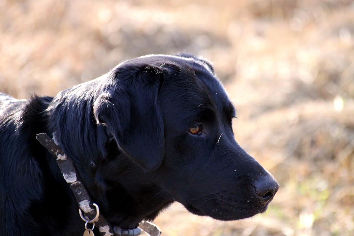 Blanding af racer Sif billede 10