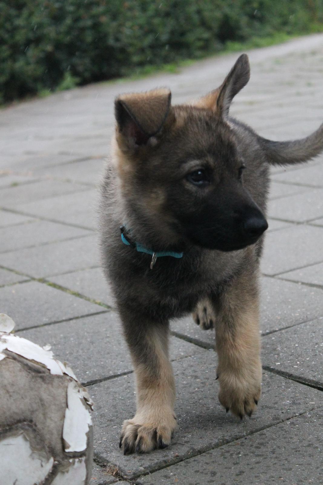 Schæferhund Jen-ager's Zam - Velkommen til Zam's profil. Flere billeder kommer, men har kun haft ham i 24 timer. Følg ham gerne, træningen begynder tirsdag ! :)  billede 1