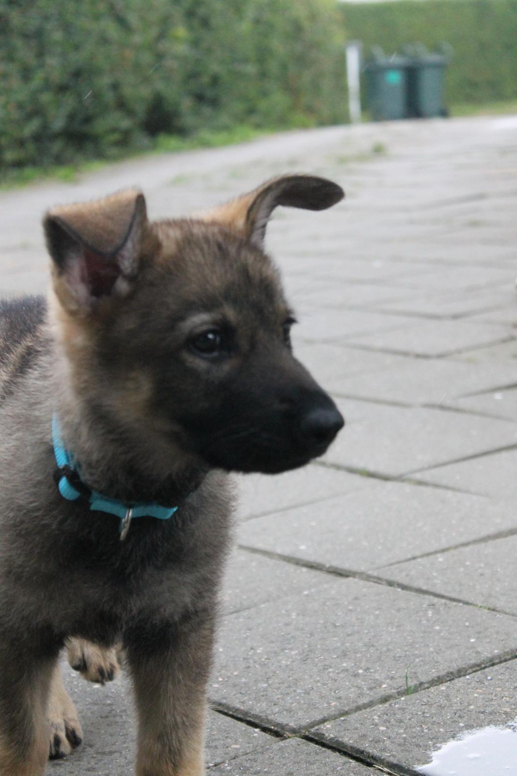 Schæferhund Jen-ager's Zam billede 11